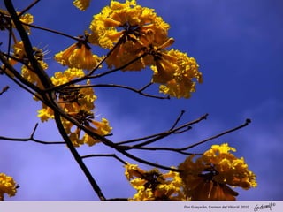 ©
Flor Guayacán. Carmen del Viborál. 2010
 