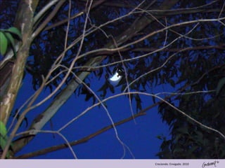 ©
Creciendo. Envigado. 2010
 