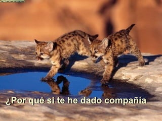 ¿Por qué si te he dado compañía