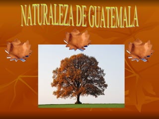 NATURALEZA DE GUATEMALA 