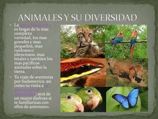  La selva Amazónica
es hogar de la mas
completa
variedad, los mas
grandes y mas
pequeños, mas
ruidosos o
silenciosos, mas
letales y tambien los
mas pacíficos
animales sobre la
tierra.
 Tu viaje de aventuras
por Sudamerica, asi
como tu visita a la
selva tropical
Amazónica, será de
un mayor disfrute si
te familiarizas con
ellos de antemano.
 