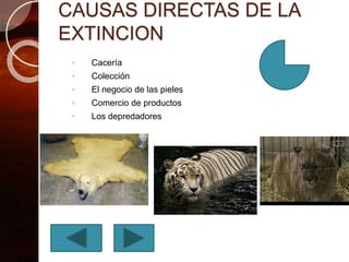 CAUSAS DIRECTAS DE LA
EXTINCION
◦ Cacería
◦ Colección
◦ El negocio de las pieles
◦ Comercio de productos
◦ Los depredadores
 
