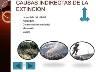 CAUSAS INDIRECTAS DE LA
EXTINCION
◦ La perdida del hábitat
◦ Agricultura
◦ Contaminación ambiental
◦ desarrollo
◦ Guerra
 