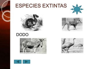 ESPECIES EXTINTAS
DODO
 