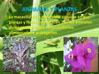 ANIMALES Y PLANTAS
• La maravilla de la naturaleza consiste en que
plantas y flores, interactúan con los animales
domésticos y saben cómo cuidarlos,
alimentarlos y protegerlos.
 