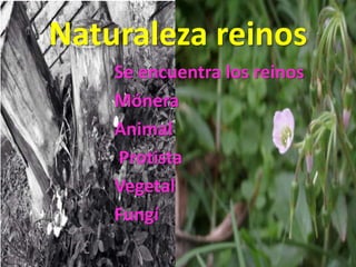 Naturaleza reinos
Se encuentra los reinos
Mónera
Animal
Protista
Vegetal
Fungí
 