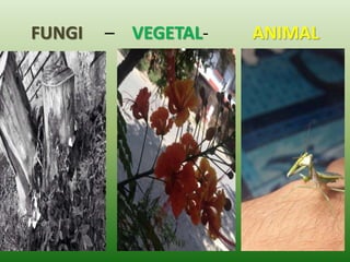 FUNGI – VEGETAL- ANIMAL
 