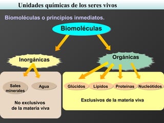 No exclusivos
de la materia viva
Exclusivos de la materia viva
OrgánicasInorgánicas
Biomoléculas
NucleótidosProteínasLípidosGlúcidosAguaSales
minerales
Biomoléculas o principios inmediatos.
Unidades químicas de los seres vivos
 