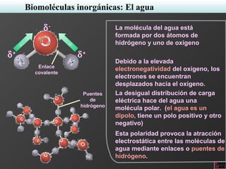 δ+
δ+
δ-
Enlace
covalente
e- e-
Biomoléculas inorgánicas: El agua
La molécula del agua está
formada por dos átomos de
hidrógeno y uno de oxígeno
Debido a la elevada
electronegatividad del oxígeno, los
electrones se encuentran
desplazados hacia el oxígeno.
La desigual distribución de carga
eléctrica hace del agua una
molécula polar. (el agua es un
dipolo, tiene un polo positivo y otro
negativo)
Esta polaridad provoca la atracción
electrostática entre las moléculas de
agua mediante enlaces o puentes de
hidrógeno.
Puentes
de
hidrógeno
 