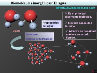 Biomoléculas inorgánicas: El agua
Dipolo
Se forman
puentes de hidrógenos
Propiedades
del agua
 Es el principal
disolvente biológico.
 Elevada capacidad
térmica.
 Alcanza su densidad
máxima en estado
líquido.
IMPORTANCIA BIOLÓGICA DEL AGUA
 