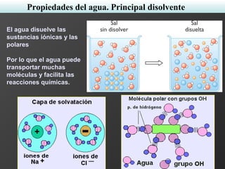 Propiedades del agua. Principal disolvente
El agua disuelve las
sustancias iónicas y las
polares
Por lo que el agua puede
transportar muchas
moléculas y facilita las
reacciones químicas.
 