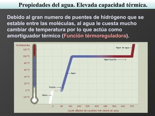 Debido al gran numero de puentes de hidrógeno que se
estable entre las moléculas, al agua le cuesta mucho
cambiar de temperatura por lo que actúa como
amortiguador térmico (Función térmoreguladora).
Propiedades del agua. Elevada capacidad térmica.
 