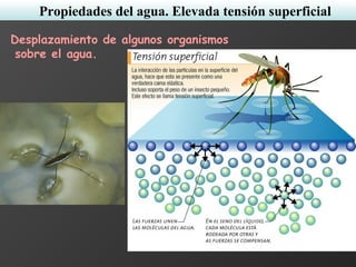 Desplazamiento de algunos organismos
sobre el agua.
Propiedades del agua. Elevada tensión superficial
 