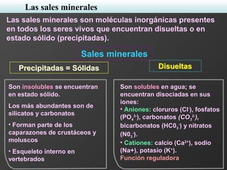 Las sales minerales
Las sales minerales son moléculas inorgánicas presentes
en todos los seres vivos que encuentran disueltas o en
estado sólido (precipitadas).
Sales minerales
Son insolubles se encuentran
en estado sólido.
Los más abundantes son de
silicatos y carbonatos
• Forman parte de los
caparazones de crustáceos y
moluscos
• Esqueleto interno en
vertebrados
Son solubles en agua; se
encuentran disociadas en sus
iones:
• Aniones: cloruros (Cl-
), fosfatos
(PO4
3-
), carbonatos (CO3
2-
),
bicarbonatos (HC03
-
) y nitratos
(N03
-
).
• Cationes: calcio (Ca2+
), sodio
(Na+), potasio (K+
).
Función reguladora
Precipitadas = SólidasPrecipitadas = Sólidas DisueltasDisueltas
 