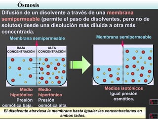 Medio
hipotónico
Presión
osmótica baja.
Medio
hipertónico
Presión
osmótica alta.
Medios isotónicos
Igual presión
osmótica.
BAJA
CONCENTRACIÓN
ALTA
CONCENTRACIÓN
Membrana semipermeable Membrana semipermeable
El disolvente atraviesa la membrana hasta igualar las concentraciones en
ambos lados.
Ósmosis
Difusión de un disolvente a través de una membrana
semipermeable (permite el paso de disolventes, pero no de
solutos) desde una disolución más diluida a otra más
concentrada.
 