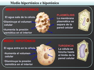 PLASMÓLISIS
La membrana
plasmática se
separa de la
pared celular
•Disminuye el volumen
celular
•Aumenta la presión
osmótica en el interior
El agua sale de la célula.
MEDIO HIPERTÓNICO
El agua entra en la célula.
•Aumenta el volumen
celular
•Disminuye la presión
osmótica en el interior
TURGENCIA
La célula se
hincha hasta
el límite de la
pared celular
MEDIO HIPOTÓNICO
Medio hipertónico e hipotónico
 