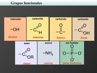 P
O
OO
O
ion fosfato
(éster fosfórico)
NH2
amino
(amina)
C
O
OR
éster
(éster)
OH
hidroxilo
C
O
carbonilo
C
O
OH
carboxilo
Alcohol Cetona Ácido
Grupos funcionales
C
O
H
carbonilo
Aldehído
 