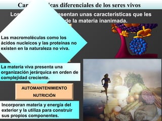 Características diferenciales de los seres vivos
Los seres vivos presentan unas características que les
diferencian de la materia inanimada.
COMPLEJIDAD
MOLECULAR
NIVELES DE
ORGANIZACIÓN
Las macromoléculas como los
ácidos nucleicos y las proteínas no
existen en la naturaleza no viva.
La materia viva presenta una
organización jerárquica en orden de
complejidad creciente.
AUTOMANTENIMIENTO
NUTRICIÓN
Incorporan materia y energía del
exterior y la utiliza para construir
sus propios componentes.
 