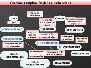 son
formados por 2
monosacáridos
entre 2 y 10
monosacáridos
formados
únicamente por
osas
formados por osas y
otras moléculas
orgánicas
muchos
monosa-
cáridos
el mismo tipo de
monosacárido
distintos tipos
de
monosacárido
contienen
proteínas contienen
lípidos
GLUCOPROTEÍNAS
OSAS
MONOSACÁRIDOS HOLÓSIDOS HETERÓSIDOS
GLUCOLÍPIDOS
DISACÁRIDOSHETERO-
POLISACÁRIDOS
POLISACÁRIDOS
ÓSIDOS
OLIGOSACÁRIDOS
HOMO-
POLISACÁRIDOS
se unen
formando
Glúcidos (ampliación de la clasificación)
 
