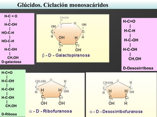 H-C = O
|
H-C-OH
|
HO-C-H
|
HO-C-H
|
H-C-OH
|
CH,OH
D-galactosa
H-C=O
|
H-C-OH
|
H-C-OH
|
H-C-OH
|
CH,OH
D-Ribosa
H-C=O
|
H-C-H
|
H-C-OH
|
H-C-OH
|
CH,OH
D-Desoxirribosa
Glúcidos. Ciclación monosacáridos
 