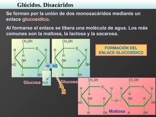 Se forman por la unión de dos monosacáridos mediante un
enlace glucosídico.
Al formarse el enlace se libera una molécula de agua. Los más
comunes son la maltosa, la lactosa y la sacarosa.
Glucosa Glucosa
Maltosa
FORMACIÓN DEL
ENLACE GLUCOSÍDICO
Glúcidos. Disacáridos
 
