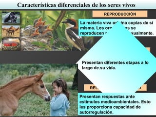 Características diferenciales de los seres vivos
REPRODUCCIÓN
CICLO VITAL
RELACIÓN - SENSIBILIDAD
La materia viva origina copias de sí
misma. Los organismos se
reproducen sexual o asexualmente.
Presentan diferentes etapas a lo
largo de su vida.
Presentan respuestas ante
estímulos medioambientales. Esto
les proporciona capacidad de
autorregulación.
 