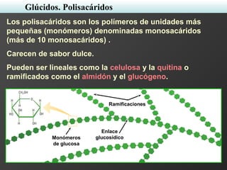 Los polisacáridos son los polímeros de unidades más
pequeñas (monómeros) denominadas monosacáridos
(más de 10 monosacáridos) .
Carecen de sabor dulce.
Pueden ser lineales como la celulosa y la quitina o
ramificados como el almidón y el glucógeno.
Enlace
glucosídico
Ramificaciones
Monómeros
de glucosa
Glúcidos. Polisacáridos
 