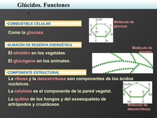 4
•COMBUSTIBLE CELULAR
•ALMACÉN DE RESERVA ENERGÉTICA
•COMPONENTE ESTRUCTURAL
Como la glucosa.
La celulosa es el componente de la pared vegetal.
La quitina de los hongos y del exoesqueleto de
artrópodos y crustáceos.
Molécula de
almidón
Molécula de
desoxirribosa
El almidón en los vegetales.
El glucógeno en los animales.
Molécula de
glucosa
La ribosa y la desoxirribosa son componentes de los ácidos
nucleicos.
Glúcidos. Funciones
 