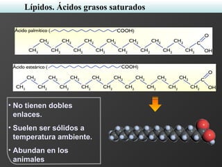 • No tienen dobles
enlaces.
• Suelen ser sólidos a
temperatura ambiente.
• Abundan en los
animales
Lípidos. Ácidos grasos saturados
 