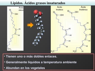 • Tienen uno o más dobles enlaces.
• Generalmente líquidos a temperatura ambiente
• Abundan en los vegetales
Lípidos. Ácidos grasos insaturados
 