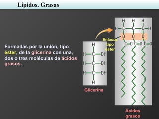Formadas por la unión, tipo
éster, de la glicerina con una,
dos o tres moléculas de ácidos
grasos.
Glicerina
Ácidos
grasos
Enlaces
tipo
éster
Lípidos. Grasas
 