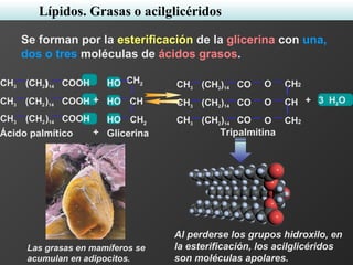 COOH(CH2))14CH3
COOH(CH2)14CH3
COOH(CH2)14CH3
CH2
CH
CH2
HO
HO
HO
+ 3 H2O
CO(CH2)14CH3
CO(CH2)14CH3
CO(CH2)14CH3
CH2
CH
CH2
O
O
O
Ácido palmítico Glicerina+ Tripalmitina
Se forman por la esterificación de la glicerina con una,
dos o tres moléculas de ácidos grasos.
Las grasas en mamíferos se
acumulan en adipocitos.
Al perderse los grupos hidroxilo, en
la esterificación, los acilglicéridos
son moléculas apolares.
Lípidos. Grasas o acilglicéridos
+
 
