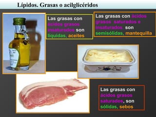 Las grasas con
ácidos grasos
insaturados son
líquidas, aceites
Las grasas con
ácidos grasos
saturados, son
sólidas, sebos
Las grasas con ácidos
grasos saturados e
insaturados, son
semisólidas, mantequilla
Lípidos. Grasas o acilglicéridos
 