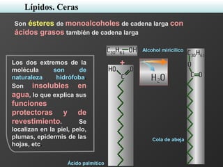 Son ésteres de monoalcoholes de cadena larga con
ácidos grasos también de cadena larga
Alcohol miricílico
Cola de abeja
Ácido palmítico
+
Lípidos. Ceras
Los dos extremos de la
molécula son de
naturaleza hidrófoba.
Son insolubles en
agua, lo que explica sus
funciones
protectoras y de
revestimiento. Se
localizan en la piel, pelo,
plumas, epidermis de las
hojas, etc.
 