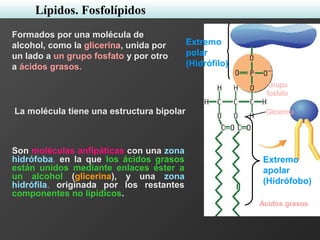Formados por una molécula de
alcohol, como la glicerina, unida por
un lado a un grupo fosfato y por otro
a ácidos grasos.
La molécula tiene una estructura bipolar Glicerina
Ácidos grasos
Grupo
fosfato
Lípidos. Fosfolípidos
Son moléculas anfipáticas con una zona
hidrófoba, en la que los ácidos grasos
están unidos mediante enlaces éster a
un alcohol (glicerina), y una zona
hidrófila, originada por los restantes
componentes no lipídicos.
Extremo
apolar
(Hidrófobo)
Extremo
polar
(Hidrófilo)
 