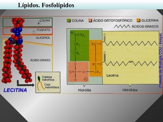 Lípidos. Fosfolípidos
 