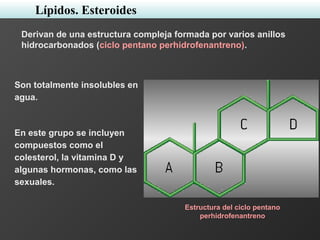 Derivan de una estructura compleja formada por varios anillos
hidrocarbonados (ciclo pentano perhidrofenantreno).
Son totalmente insolubles en
agua.
En este grupo se incluyen
compuestos como el
colesterol, la vitamina D y
algunas hormonas, como las
sexuales.
Estructura del ciclo pentano
perhidrofenantreno
Lípidos. Esteroides
 