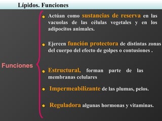 Actúan como sustancias de reserva en las
vacuolas de las células vegetales y en los
adipocitos animales.
Ejercen función protectora de distintas zonas
del cuerpo del efecto de golpes o contusiones .
Estructural, forman parte de las
membranas celulares
Funciones
Impermeabilizante de las plumas, pelos.
Lípidos. Funciones
Reguladora algunas hormonas y vitaminas.
 