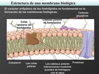 Cabezas polares
de fosfolípidosColas
apolares de
fosfolípidos
Colesterol Las colas
polares
Las cabezas polares
interaccionan mediante
puentes de hidrógeno
con el agua
Proteínas
Cadenas
glucídicas
El carácter anfipático de los fosfolípidos es fundamental en la
formación de las membranas biológicas.
Estructura de una membrana biológica
 