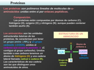 Las proteínas son polímeros lineales de moléculas de α-
aminoácidos unidas entre si por enlaces peptídicos.
Proteínas
Composición.
Las proteínas están compuestas por átomos de carbono (C),
hidrógeno (H), oxígeno (O) y nitrógeno (N); aunque pueden contener
también azufre (S).
Grupo amino
ESTRUCTURA DE UN
AMINOÁCIDO
Grupo de
cadena
lateral
Átomo de
carbono α
Grupo
carboxilo
R
H
COOHH2N C
Los aminoácidos son las unidades
estructurales básicas de las
proteínas. Se caracterizan por tener
un grupo amino (-NH2) y un grupo
carboxilo (-COOH), unidos al
carbono que ocupa la posición α (C
contiguo al grupo carboxilo). Unidos
también a ese carbono tenemos un
átomo de hidrógeno (H) y una cadena
lateral llamada radical o cadena (R).
Las características de esa cadena
son las que distinguen unos
aminoácidos de otros.
 