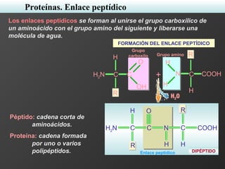 H2O
DIPÉPTIDOEnlace peptídico
Los enlaces peptídicos se forman al unirse el grupo carboxilico de
un aminoácido con el grupo amino del siguiente y liberarse una
molécula de agua.
FORMACIÓN DEL ENLACE PEPTÍDICO
Grupo amino R
H
COOHN C
H
H
H
R
CH2N C
O R
H
COOHN C
H
Péptido: cadena corta de
aminoácidos.
Proteína: cadena formada
por uno o varios
polipéptidos.
Grupo
carboxilo
C
H
R
H2N C
OH
O
+
Proteínas. Enlace peptídico
 