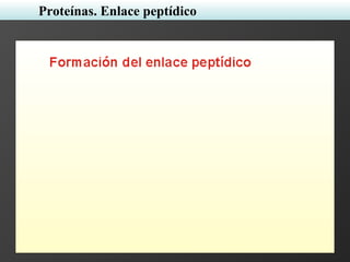 Proteínas. Enlace peptídico
 