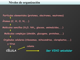 Partículas elementales (protones, electrones, neutrones)
Átomos (C, H, O, N,...)
Moléculas sencillas (H2O, NH3, glucosa, aminoácidos,...)
Moléculas complejas (almidón, glucogeno, proteínas,...)
Orgánulos celulares (ribosomas, mitocondrias, cloroplastos,...)
y Virus
CÉLULA Ser VIVO unicelular
colonia
Niveles de organización
 