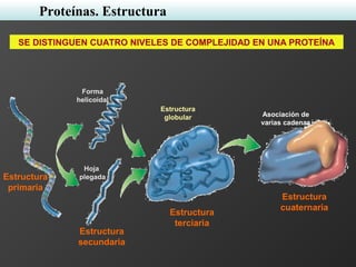 SE DISTINGUEN CUATRO NIVELES DE COMPLEJIDAD EN UNA PROTEÍNA
Estructura
primaria
Hoja
plegada
Forma
helicoidal
Estructura
secundaria
Estructura
terciaria
Estructura
globular
Estructura
cuaternaria
Asociación de
varias cadenas
Proteínas. Estructura
 