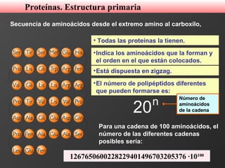 • Todas las proteínas la tienen.
•Indica los aminoácidos que la forman y
el orden en el que están colocados.
•Está dispuesta en zigzag.
•El número de polipéptidos diferentes
que pueden formarse es:
20n Número de
aminoácidos
de la cadena
Para una cadena de 100 aminoácidos, el
número de las diferentes cadenas
posibles sería:
1267650600228229401496703205376 ·10100
Secuencia de aminoácidos desde el extremo amino al carboxilo,
Proteínas. Estructura primaria
 