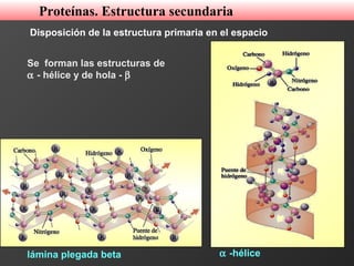 Disposición de la estructura primaria en el espacio
α -hélicelámina plegada beta
Se forman las estructuras de
α - hélice y de hola - β
Proteínas. Estructura secundaria
 