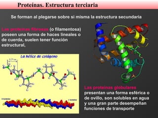 Se forman al plegarse sobre si misma la estructura secundaria
Las proteínas fibrosas (o filamentosa)
poseen una forma de haces lineales o
de cuerda, suelen tener función
estructural,
Las proteínas globulares
presentan una forma esférica o
de ovillo, son solubles en agua
y una gran parte desempeñan
funciones de transporte
Proteínas. Estructura terciaria
 
