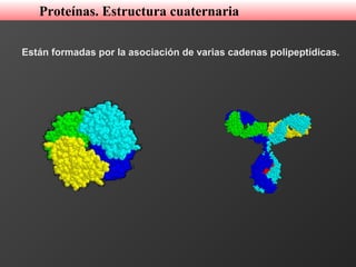Están formadas por la asociación de varias cadenas polipeptídicas.
Proteínas. Estructura cuaternaria
 