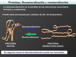 La desnaturalización es la pérdida de las estructuras secundaria,
terciaria y cuaternaria.
Puede estar provocada por cambios de pH, de temperatura.
En algunos casos la desnaturalización puede ser reversible.
Desnaturalización
Renaturalización
PROTEÍNA
NATIVA
PROTEÍNA
DESNATURALIZADA
Proteínas. Desnaturalización y renaturalización
 