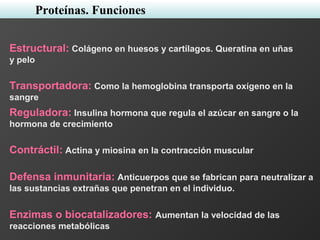 Estructural: Colágeno en huesos y cartílagos. Queratina en uñas
y pelo
Transportadora: Como la hemoglobina transporta oxígeno en la
sangre
Reguladora: Insulina hormona que regula el azúcar en sangre o la
hormona de crecimiento
Contráctil: Actina y miosina en la contracción muscular
Defensa inmunitaria: Anticuerpos que se fabrican para neutralizar a
las sustancias extrañas que penetran en el individuo.
Proteínas. Funciones
Enzimas o biocatalizadores: Aumentan la velocidad de las
reacciones metabólicas
 